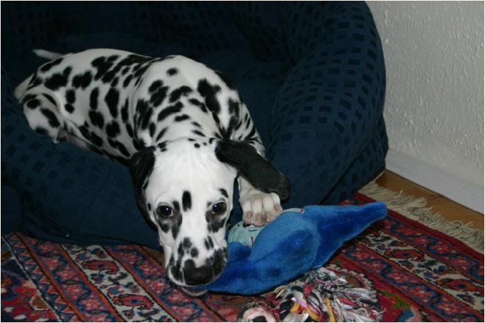 was soll ich? das Sterndi bringen?